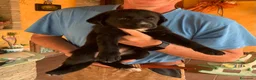 Meticcio cani in regalo: Cuccioli dolcissimi a Libero consorzio comunale di Enna - Annuncio 1