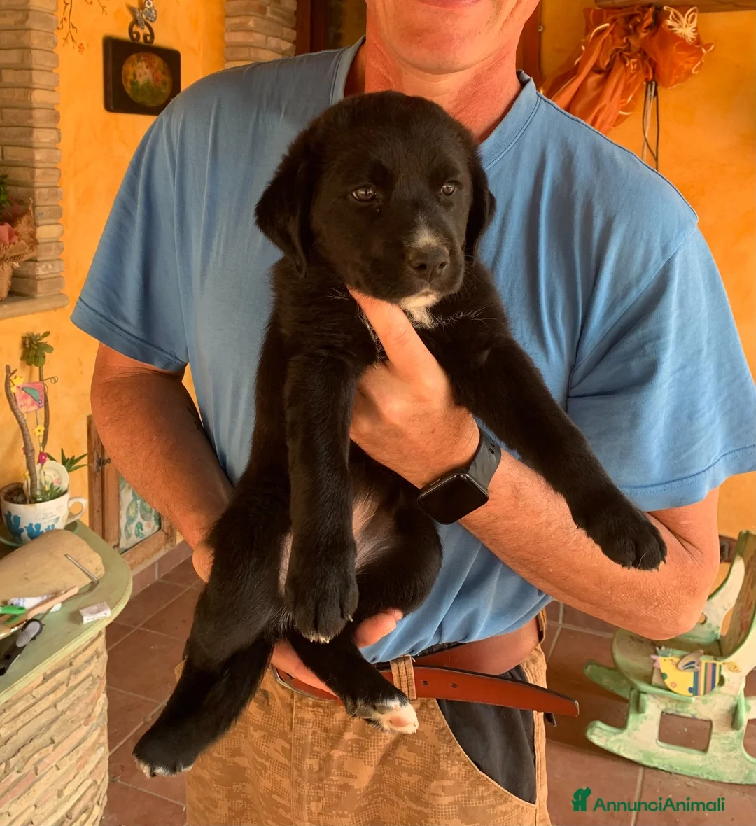 Meticcio cani in regalo: Cuccioli dolcissimi a Libero consorzio comunale di Enna - Annuncio 1