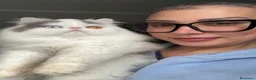 Persiano gatti in vendita: Gatti Persiani e Exotic Shorthair  a Città metropolitana di Roma Capitale - Annuncio 3