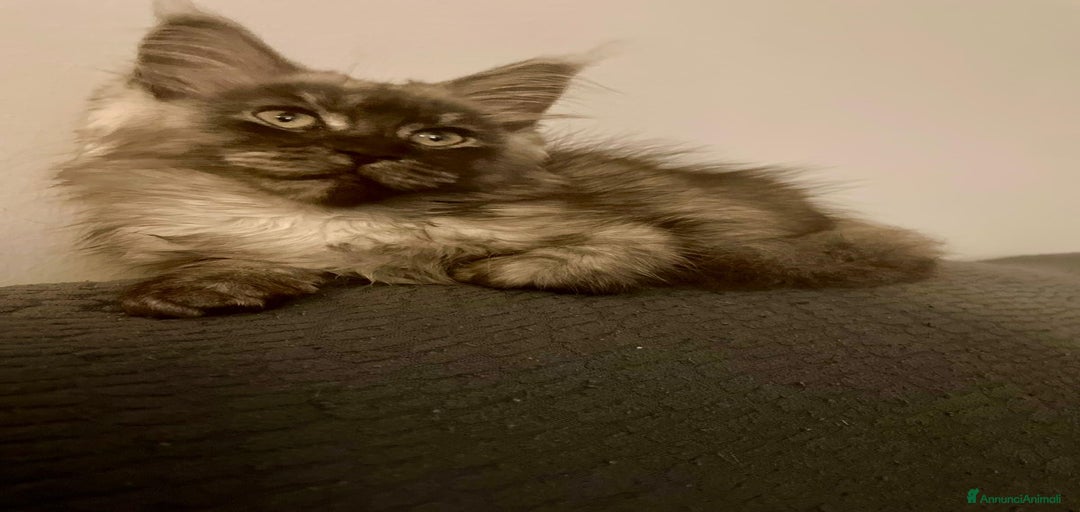 Immagine della galleria {{count}}