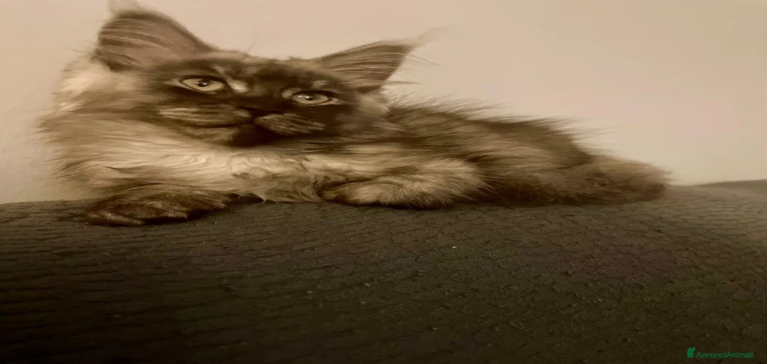 Immagine della galleria {{count}}