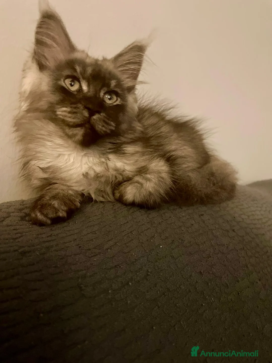 Immagine della galleria {{count}}