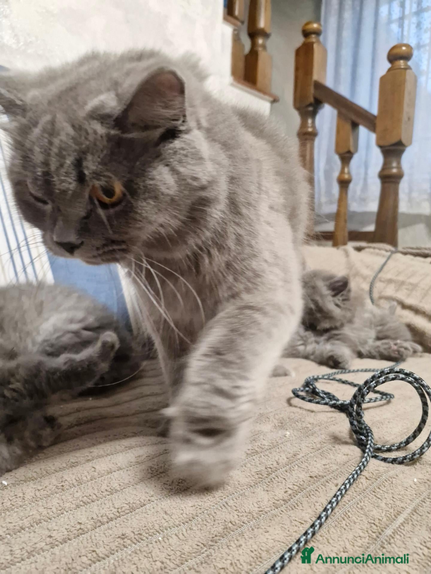 British gatti 4 cuccioli di britsh longhair  - Annuncio 6
