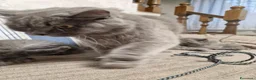 British gatti in vendita: 4 cuccioli di britsh longhair  - Annuncio 1