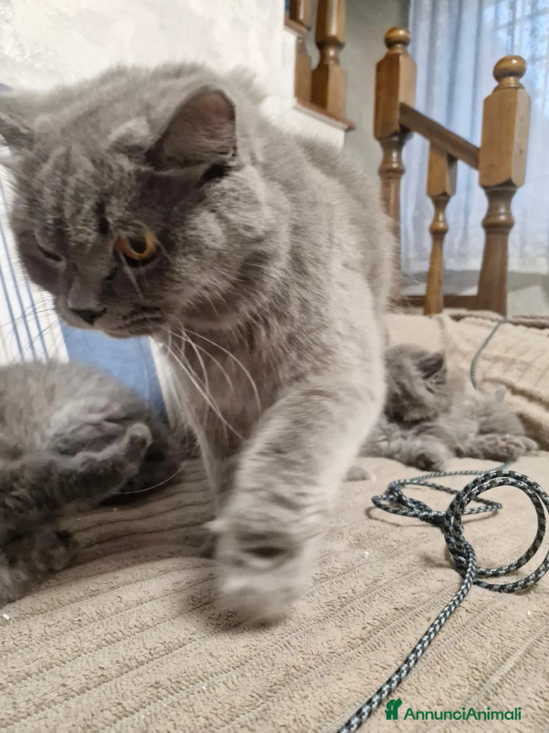 British gatti in vendita: 4 cuccioli di britsh longhair  - Annuncio 1
