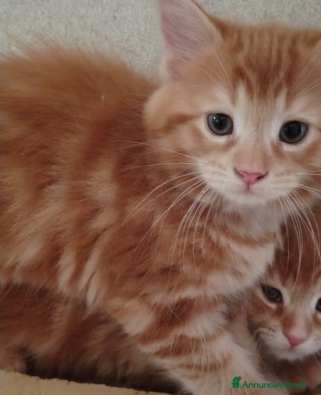 Maine Coon gatti in vendita: Cuccioli Red tabby a Provincia di Ravenna - Immagine 2