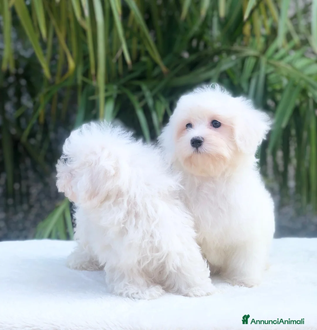 Maltese cani in vendita: maltese - Annuncio 2