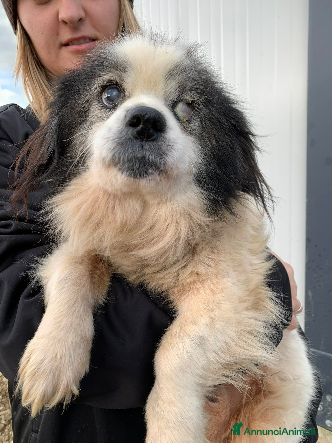 Meticcio cani GOLIA, dolce nonnino solo al freddo. AIUTIAMOLO! - Annuncio 1