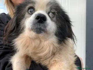 Meticcio cani GOLIA, dolce nonnino solo al freddo. AIUTIAMOLO! - Annuncio 31