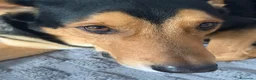 Meticcio cani per accoppiamento: Cerchiamo fidanzatina per accoppiamento  - Annuncio 2
