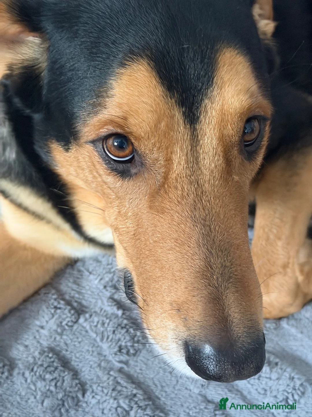 Meticcio cani per accoppiamento: Cerchiamo fidanzatina per accoppiamento  - Annuncio 2