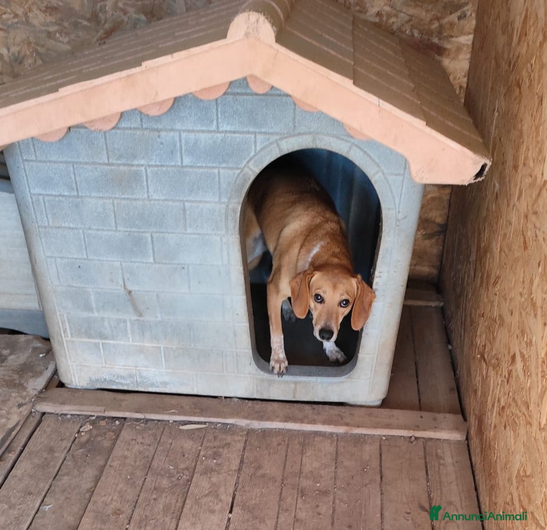 Segugio dell'Appennino cani in regalo: MUSA mix segugetta taglia medio piccola - Annuncio 17