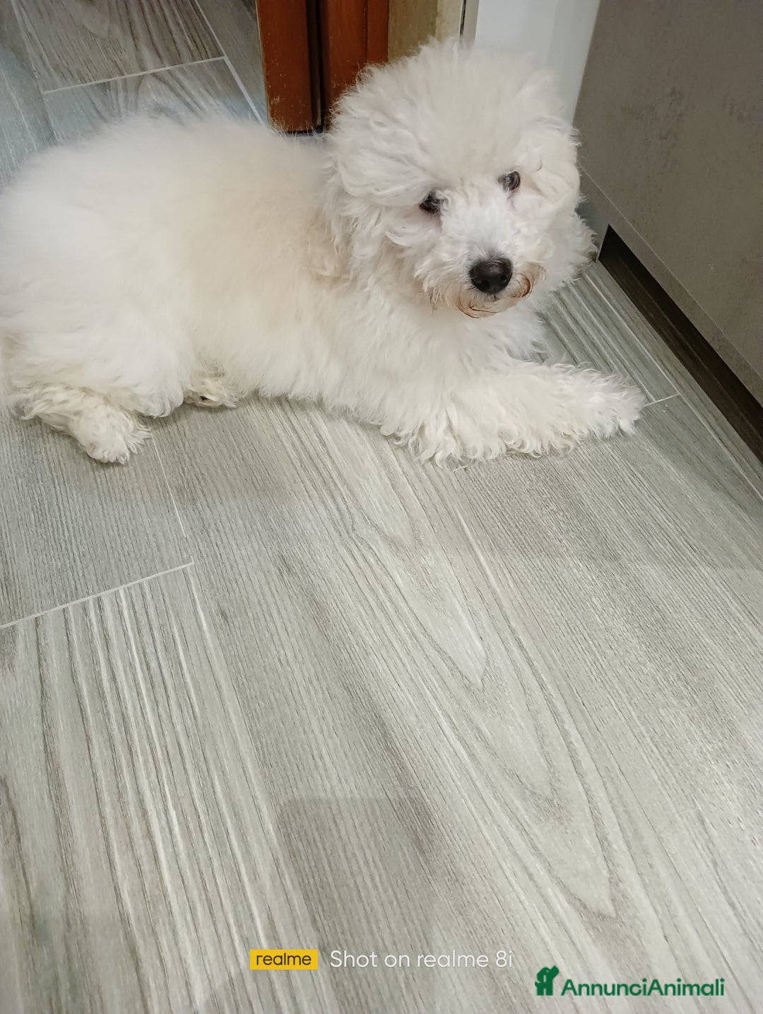 Meticcio cani in vendita: Maltipoo barboncino maschio  - Annuncio 5