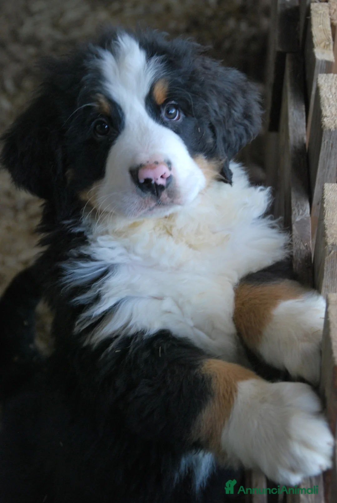Bovaro del Bernese cani in vendita: Splendidi cuccioli disponibili per la consegna a Provincia di Terni - Annuncio 2