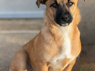 Meticcio cani LINDA, dolce cucciola ZAMPACORTA! - Annuncio 4