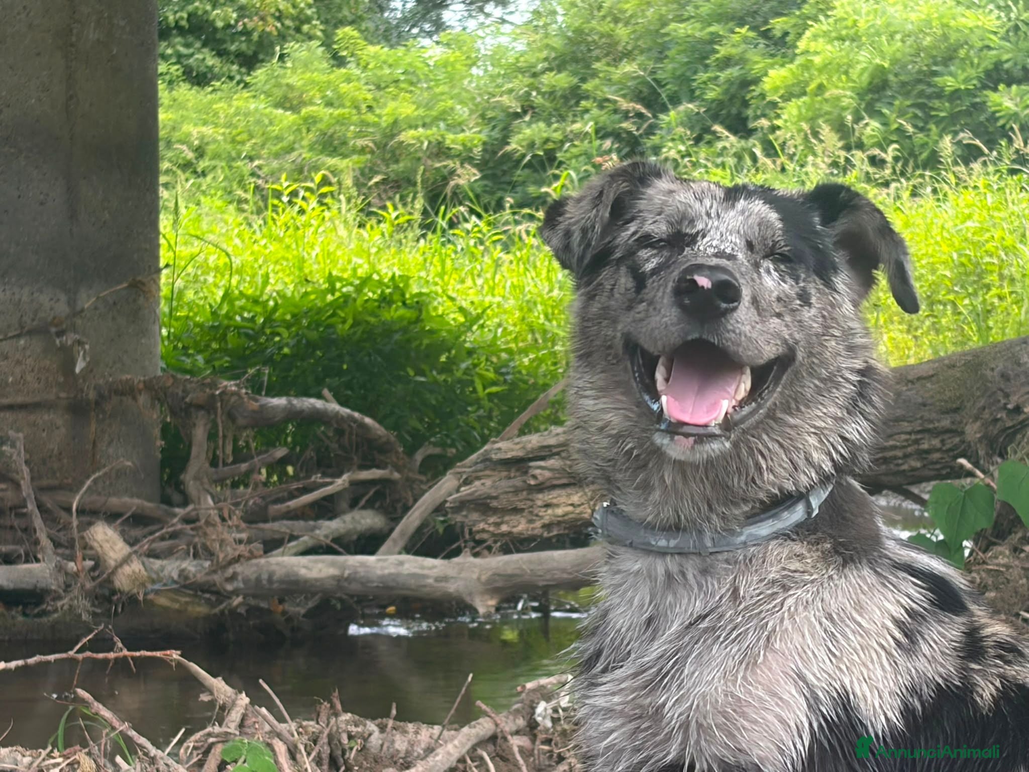 Meticcio cani Kaos cerca casa in regalo - Annuncio 24
