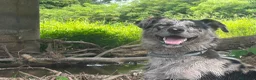 Meticcio cani in regalo: Kaos cerca casa in regalo a Provincia di Cremona - Annuncio 1