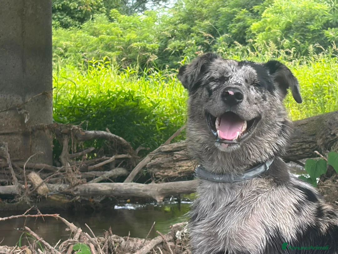 Meticcio cani in regalo: Kaos cerca casa in regalo a Provincia di Cremona - Annuncio 1