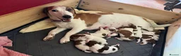 Jack Russell cani in vendita: 7 stupendi cuccioli di Jack Russell a Provincia della Spezia - Annuncio 3