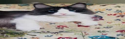 Maine Coon gatti in vendita: Cucciolo Maine Coon con Pedigree - Annuncio 2