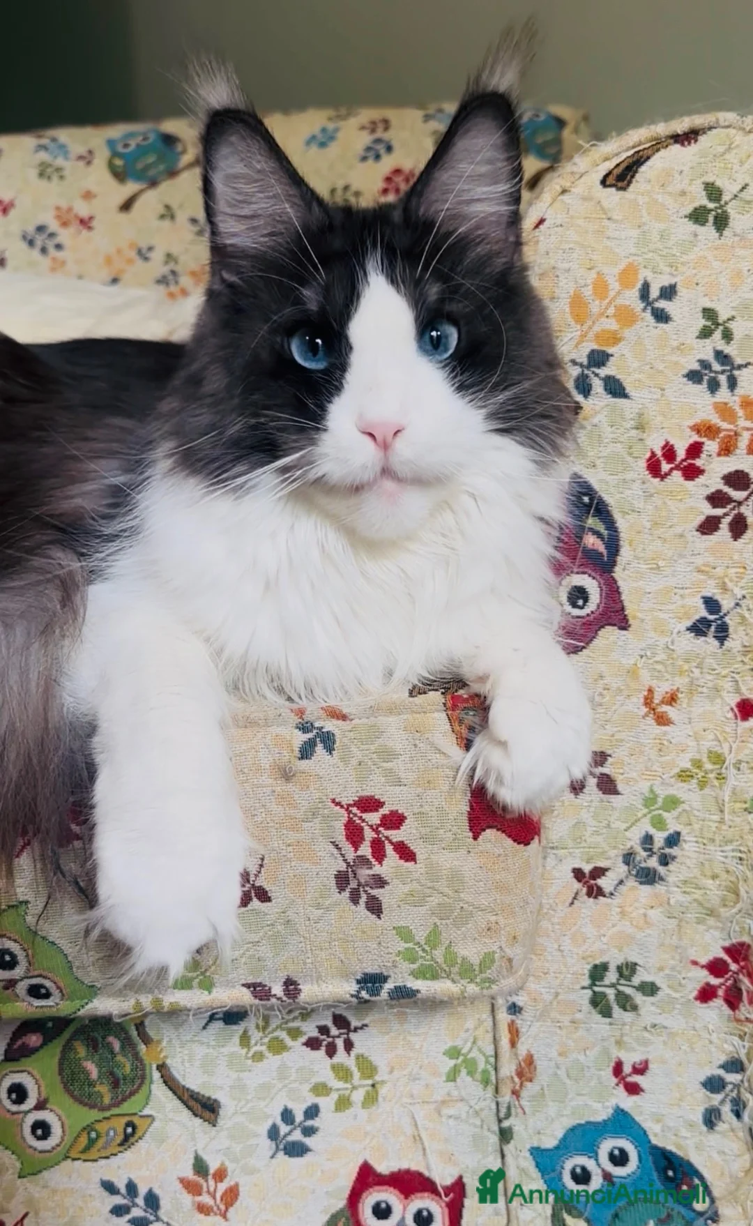 Maine Coon gatti in vendita: Cucciolo Maine Coon con Pedigree - Annuncio 2