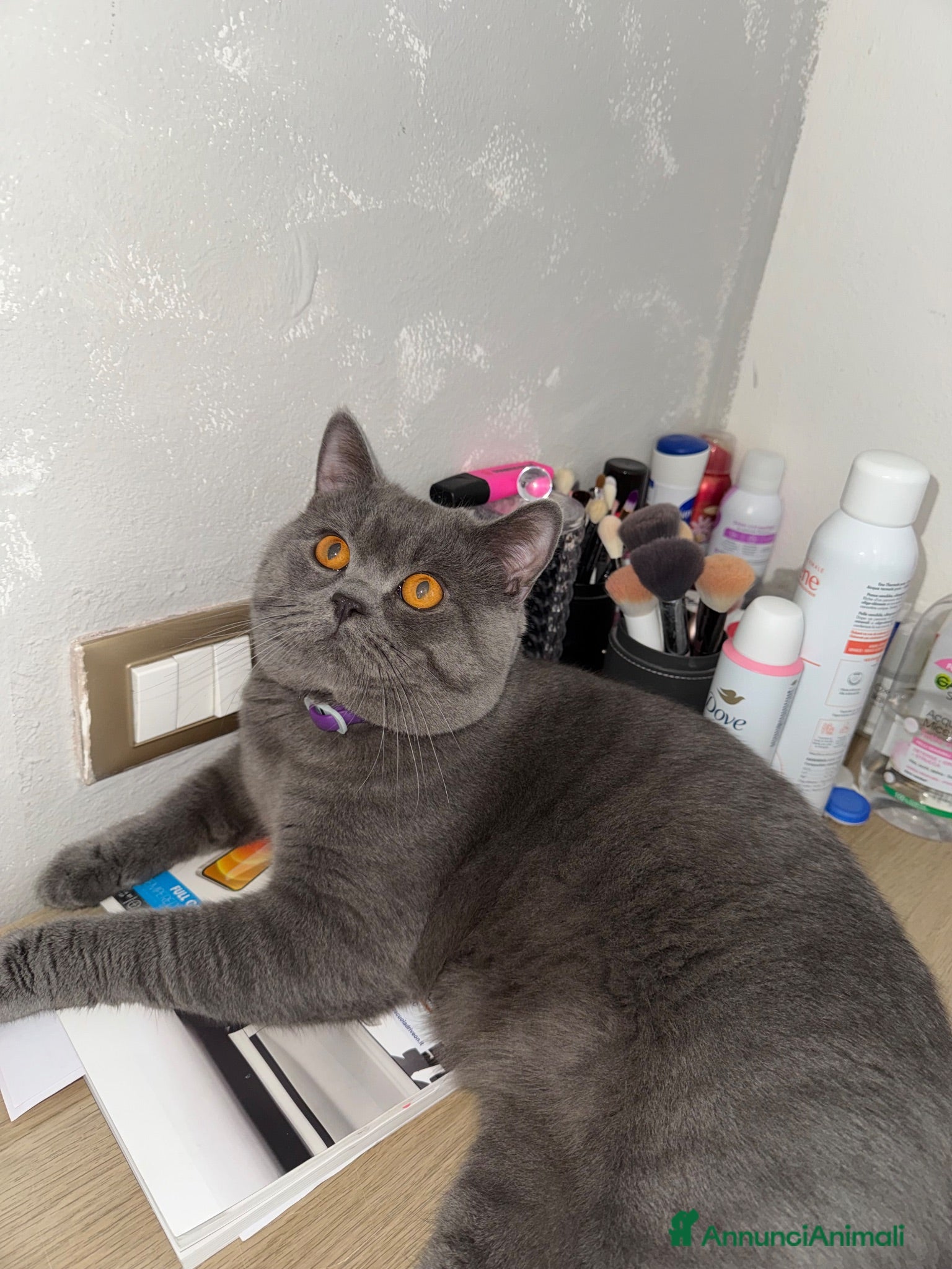 British gatti per accoppiamento: British shorthair Maschio Accopiamento - Annuncio 1