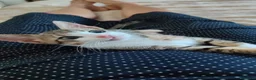 Europeo gatti in regalo: 2micine tigrate quasi 3mesi MILANO - Annuncio 4