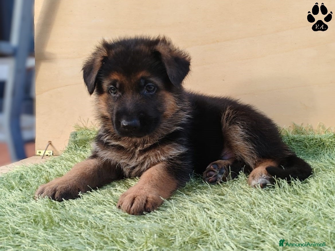 Pastore Tedesco cani Cuccioli di pastore tedesco selezionati - Annuncio 2