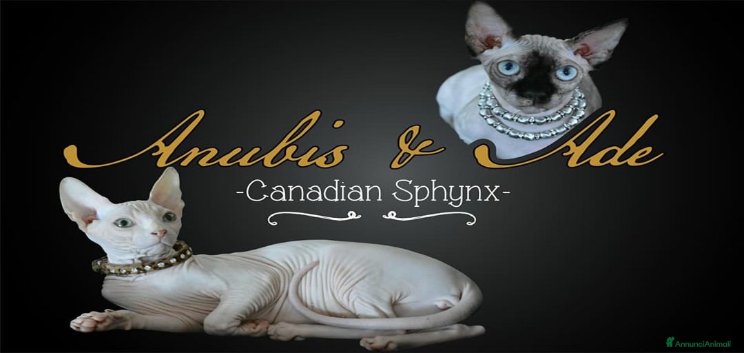 Immagine della galleria {{count}}