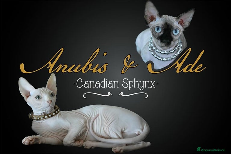 Immagine della galleria {{count}}