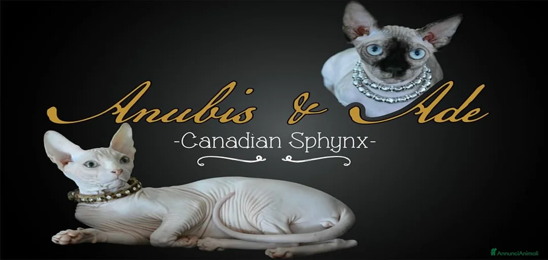 Immagine della galleria {{count}}