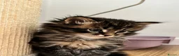 Siberiano gatti in vendita: SIBERIANO GATTINO IPOALLERGENICO  - Annuncio 13