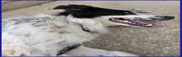 Border Collie cani in regalo: NOVELLO CUCCIOLONE 1 ANNO SIMIL BORDER, MERAVIGLIA - Annuncio 4