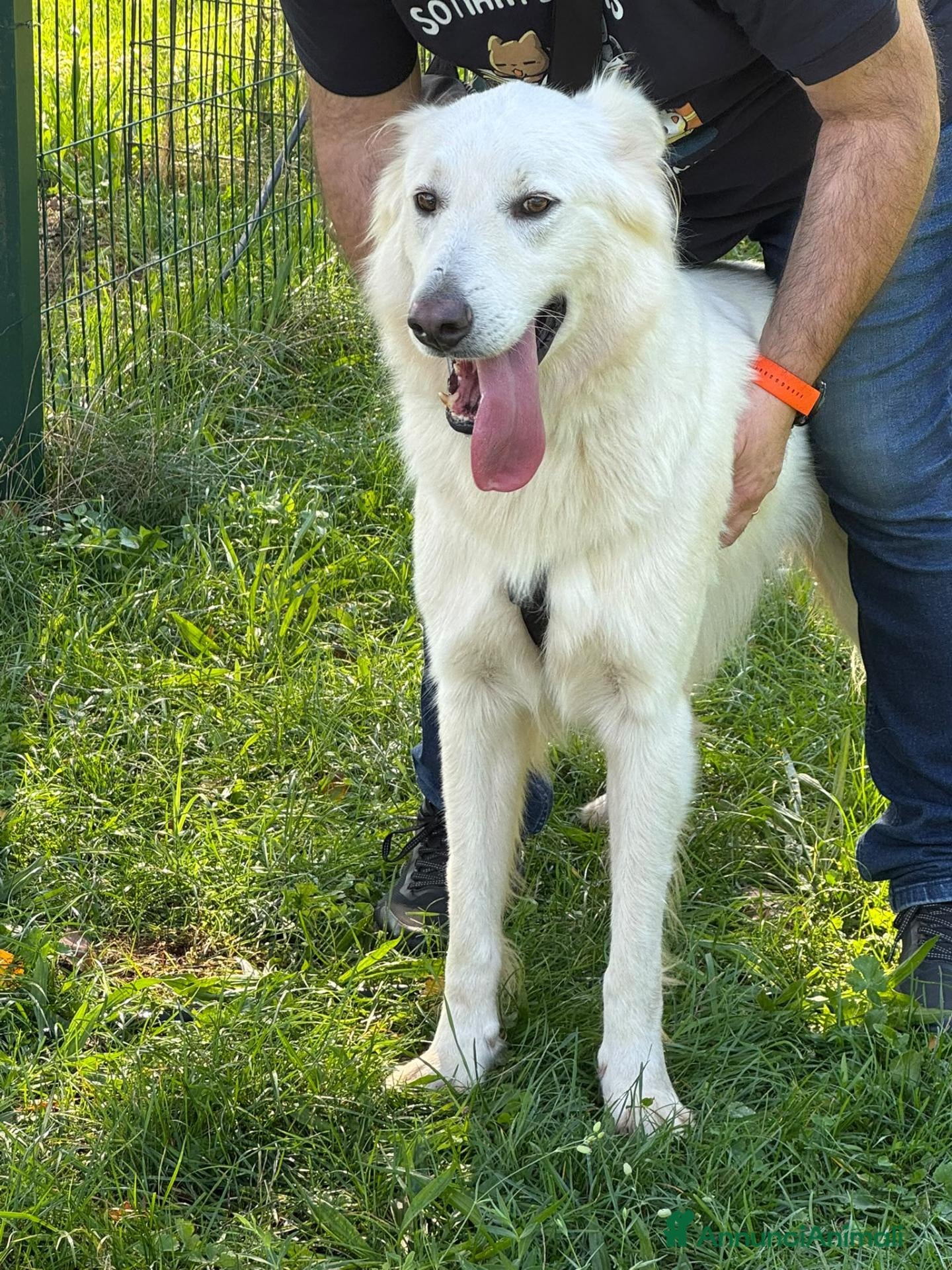 Pastore Svizzero cani Gucci, uno splendido pastore svizzero - Annuncio 1