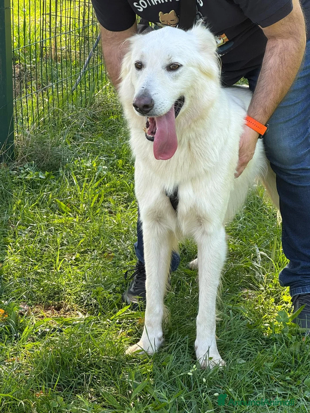 Pastore Svizzero cani in regalo: Gucci, uno splendido pastore svizzero - Annuncio 1