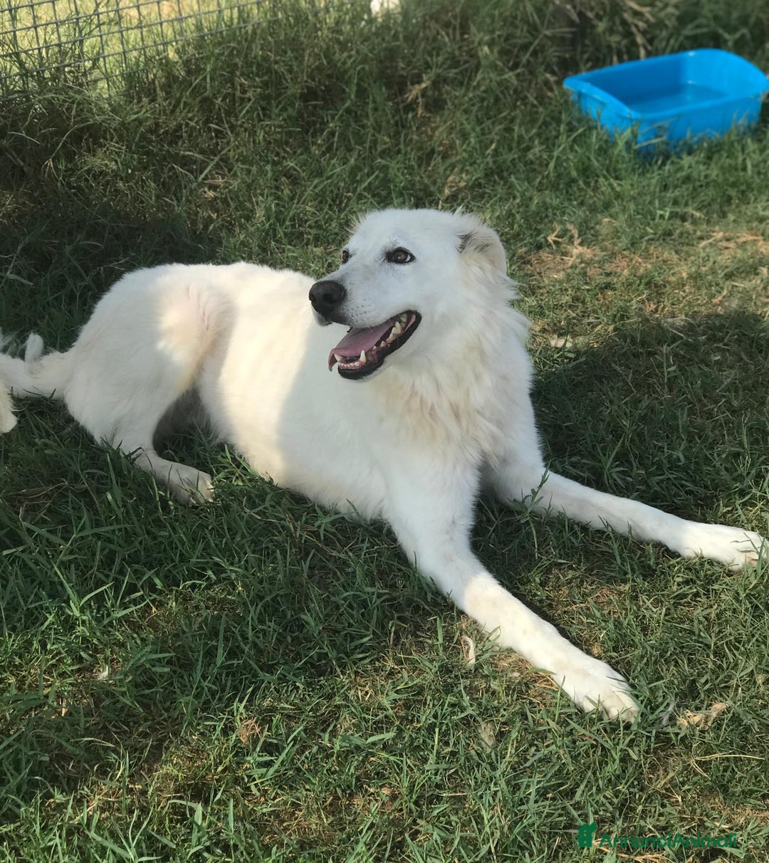 Meticcio cani in regalo: Criseide dagli occhi dolci - in adozione a Provincia di Latina - Annuncio 4