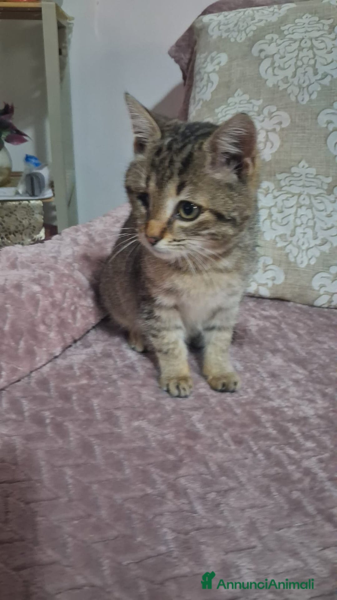 Altre razze gatti in regalo: GATTINI SPECIALI  - Annuncio 13