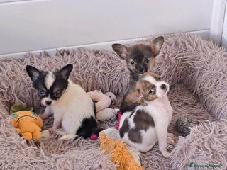 Chihuahua cani Bellissimi cuccioli di chihuahua a Città Metropolitana di Napoli - Annuncio 18