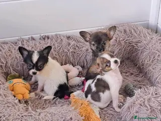 Chihuahua cani Bellissimi cuccioli di chihuahua a Città Metropolitana di Napoli - Annuncio 27