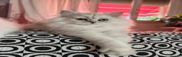 Persiano gatti in vendita: Gattini Persiani Chinchillà  - Annuncio 4