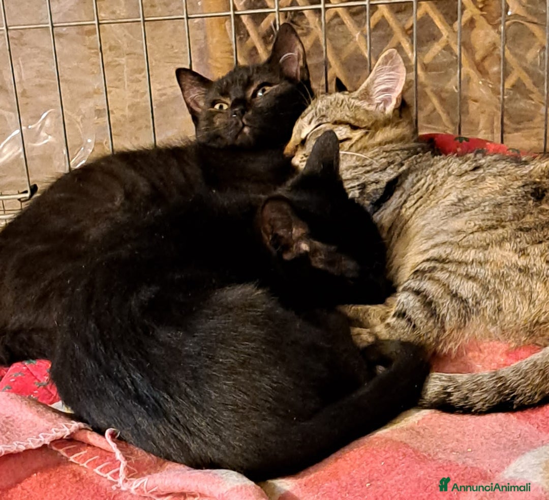 Europeo gatti in regalo: Trilli, Peter e Pan 💞💞💞 - Annuncio 5