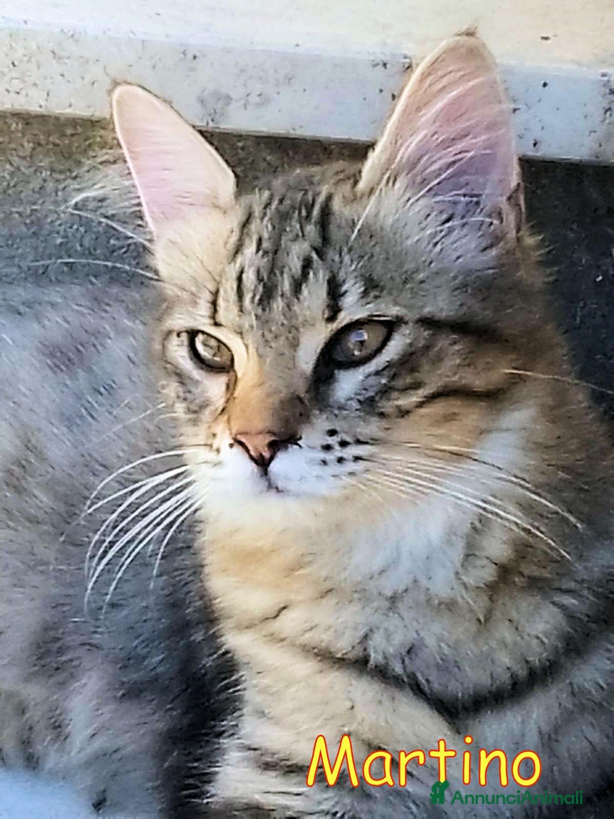 Europeo gatti  MARTINO GATTINO TIGRATINO - Annuncio 39