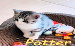 Europeo gatti in regalo: POTTER DOLCISSIMO GATTINO - Immagine 2