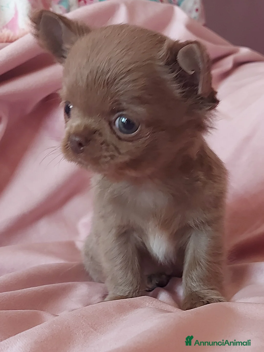 Immagine della galleria {{count}}