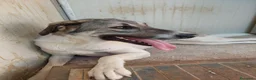 Meticcio cani in regalo: Maya: bellissima principessa taglia grande  - Annuncio 8