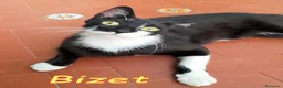 Europeo gatti in regalo: BIZET GATTINO SUPERCOCCOLO - Annuncio 3