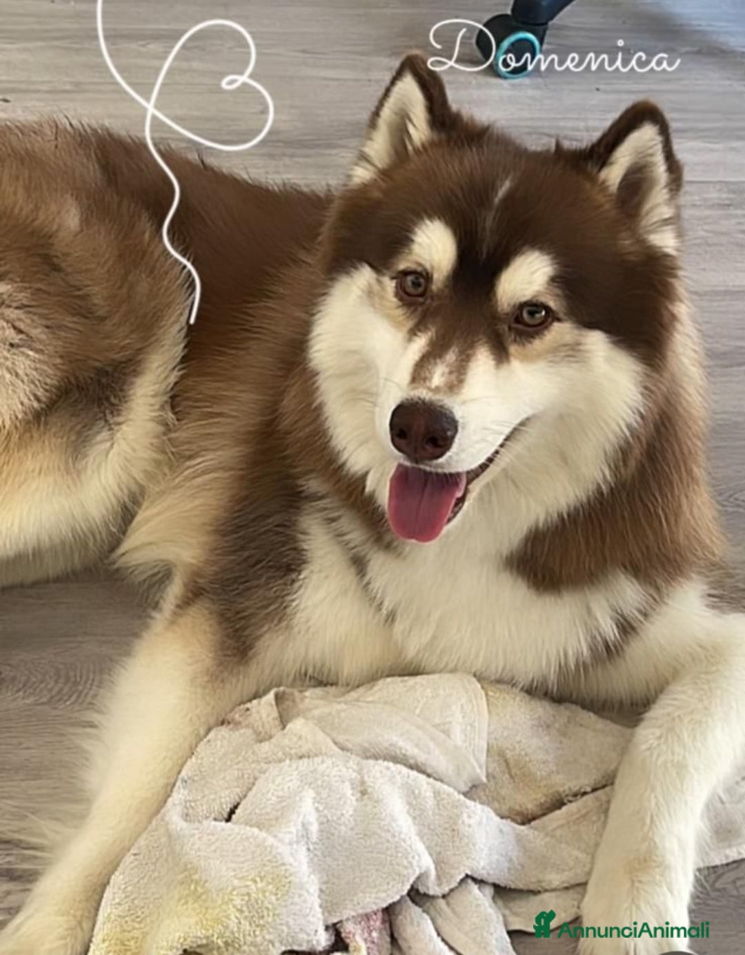 Altre razze cani in regalo: Jordan cerca casa a Città metropolitana di Roma Capitale - Annuncio 1