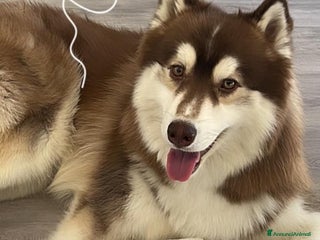 Altre razze cani Jordan cerca casa a Città metropolitana di Roma Capitale - Annuncio 9