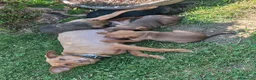 Meticcio cani in regalo: Regalo cuccioli meticci di taglia medio piccola a Provincia di Padova - Annuncio 8
