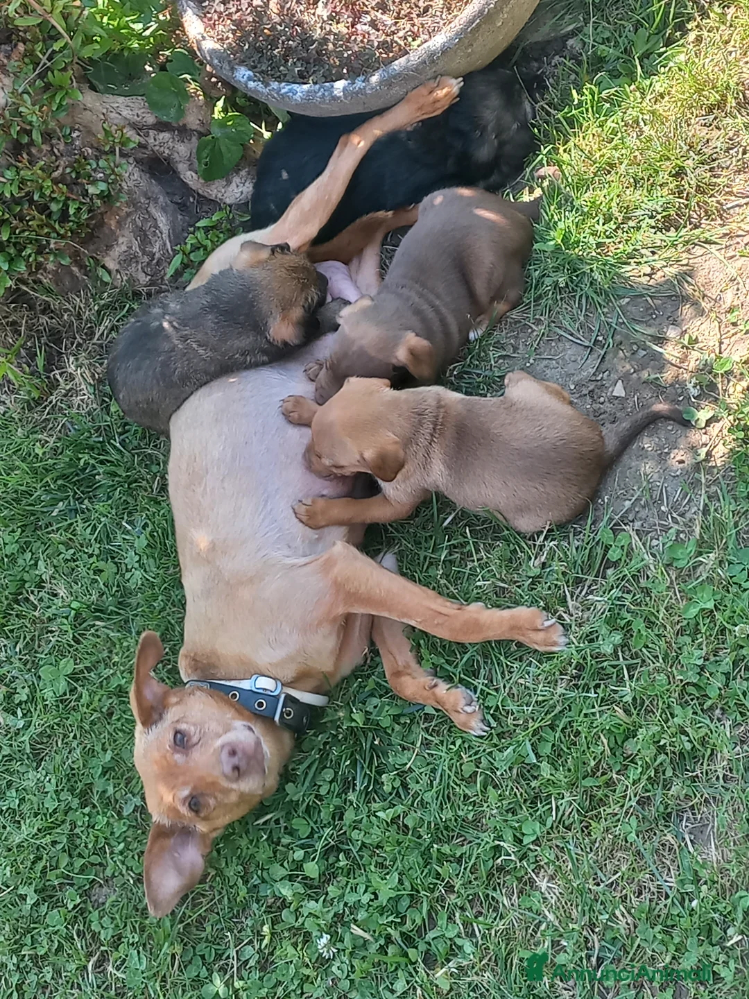 Meticcio cani in regalo: Regalo cuccioli meticci di taglia medio piccola a Provincia di Padova - Annuncio 8